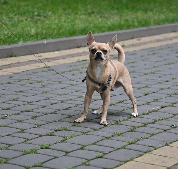 Свободу лапам! Де в Івано-Франківську можна вигулювати собак (ВІДЕО)