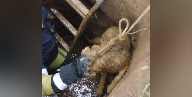У Косові рятувальники витягнули собаку з каналізаційного колодязя (ФОТОФАКТ)