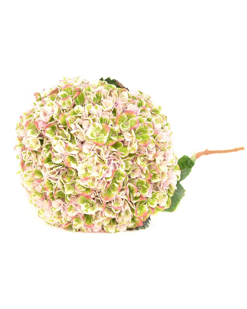 Гортензія – квітка з королівською душею