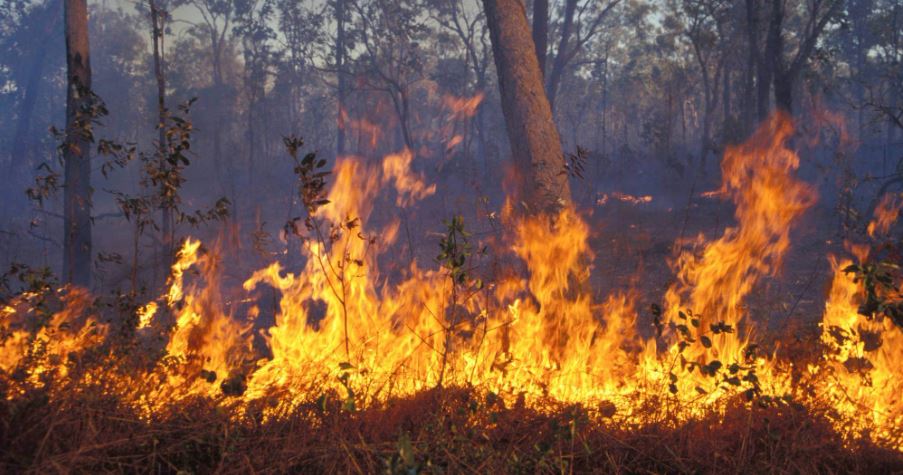 “Не спалюйте суху рослинність”, – ДСНС нагадує про “надзвичайну” пожежну небезпеку на Прикарпатті
