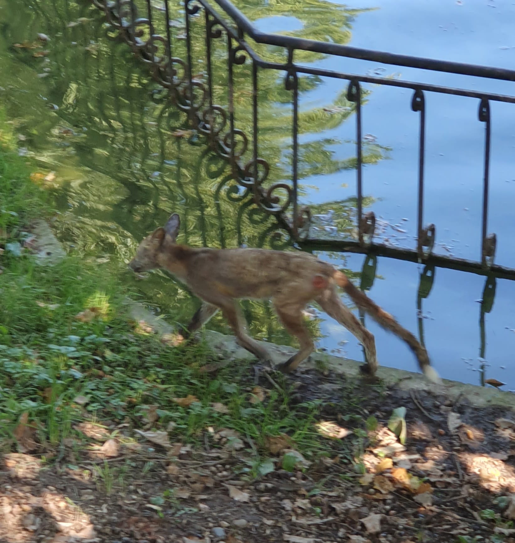 Ймовірно хвора на демодекоз: у парку Шевченка шукають “заблукалу” лисицю