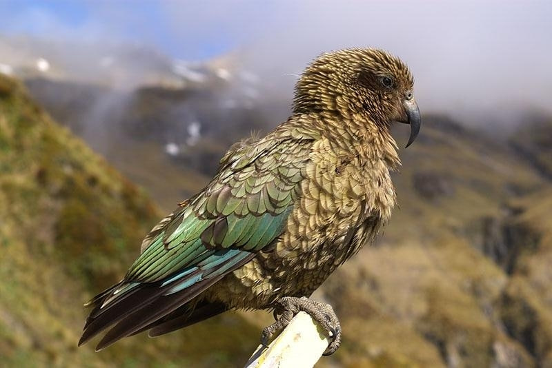 У Новій Зеландії папуга вкрав камеру і став відеоблогером (ВІДЕО)