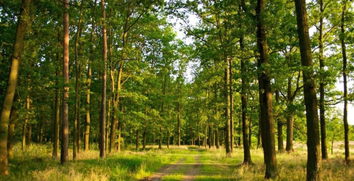 Франківська громада планує отримати 912 гектарів лісу в Камінному і Тисменичанах