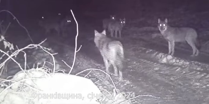 Кількість хижаків зросла в рази: поблизу Долини зафіксували зграї вовків (ВІДЕО)
