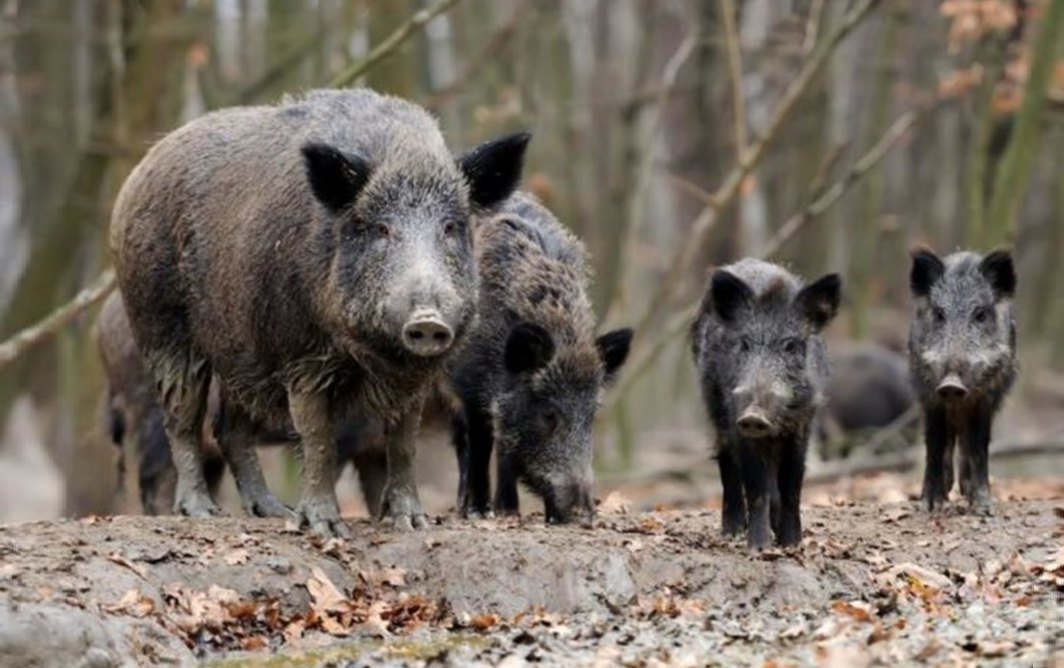Африканську чуму свиней виявили на Коломийщині – Держпродспоживслужба