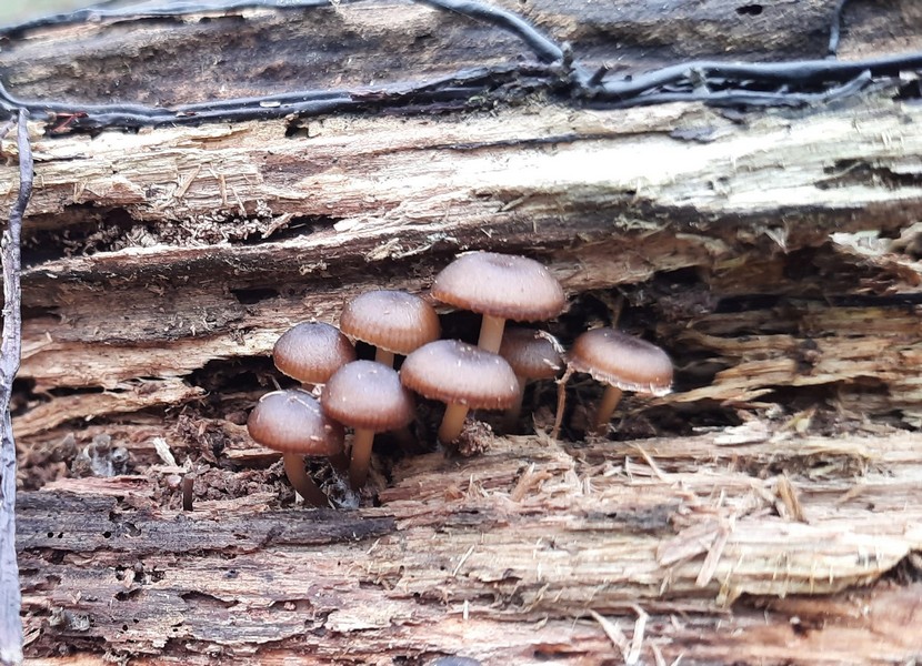 У лісі на Прикарпатті знайшли квітневі гриби (ФОТО)