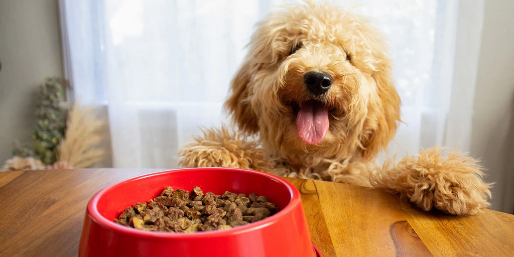 Здорове харчування собак: що необхідно знати власникам
