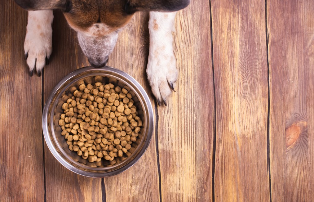 Як правильно зберігати корм для собак