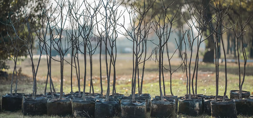 У Коломиї планують висадити 500 молодих дерев