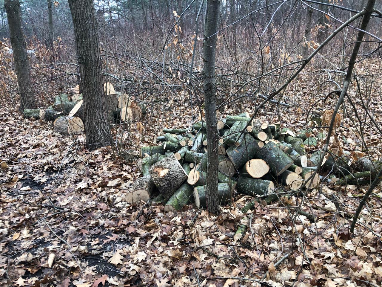 На Городенківщині «лісові браконьєри» вирубали дерев на 200 тисяч гривень (ФОТО)