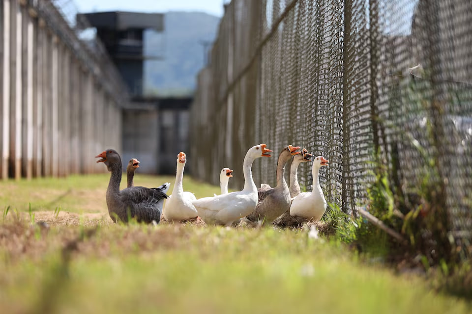 У Бразилії вʼязницю охороняють гуси. Вони замінили собак (ФОТО)