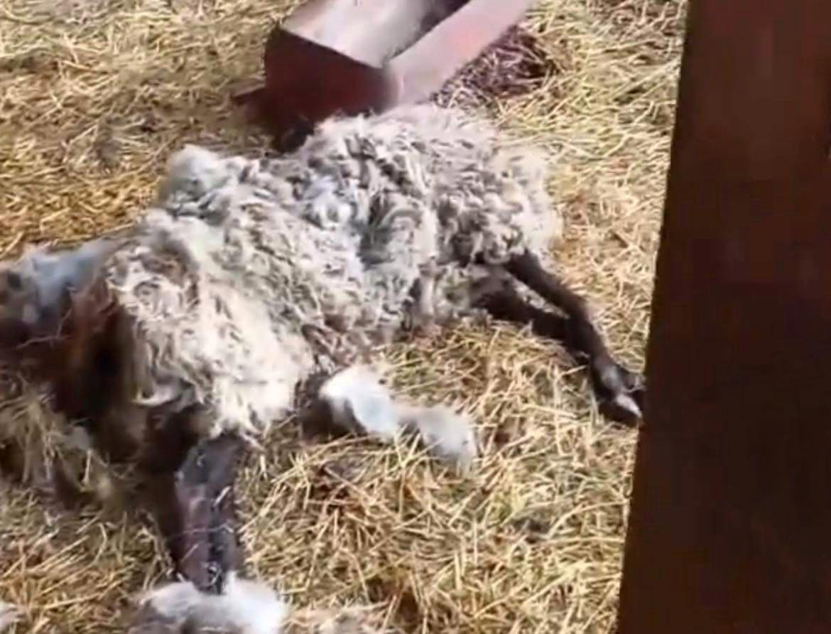 Не вовки: у Тисменицькій громаді від нападу собак загинули вівці