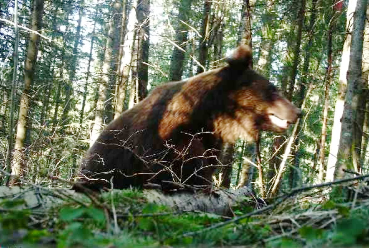 На кордоні Франківської і Чернівецької областей прикордонники виявили ведмедя