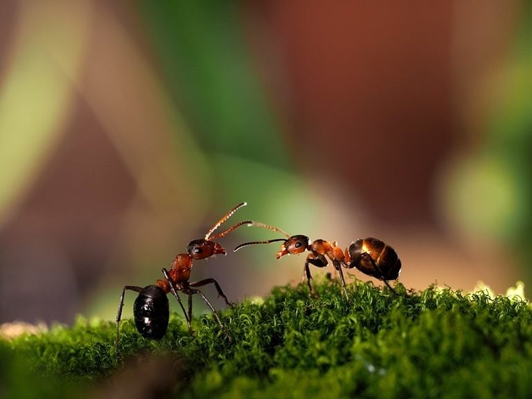 Як позбутись мурах на городі та в домі?