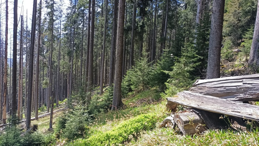 80 червонокнижних сосен висадили у Космацькому лісництві (ФОТО)
