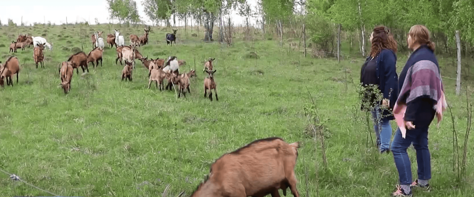Зберігають природне середовище: на Коломийщині працює біодинамічна козина ферма (ВІДЕО)