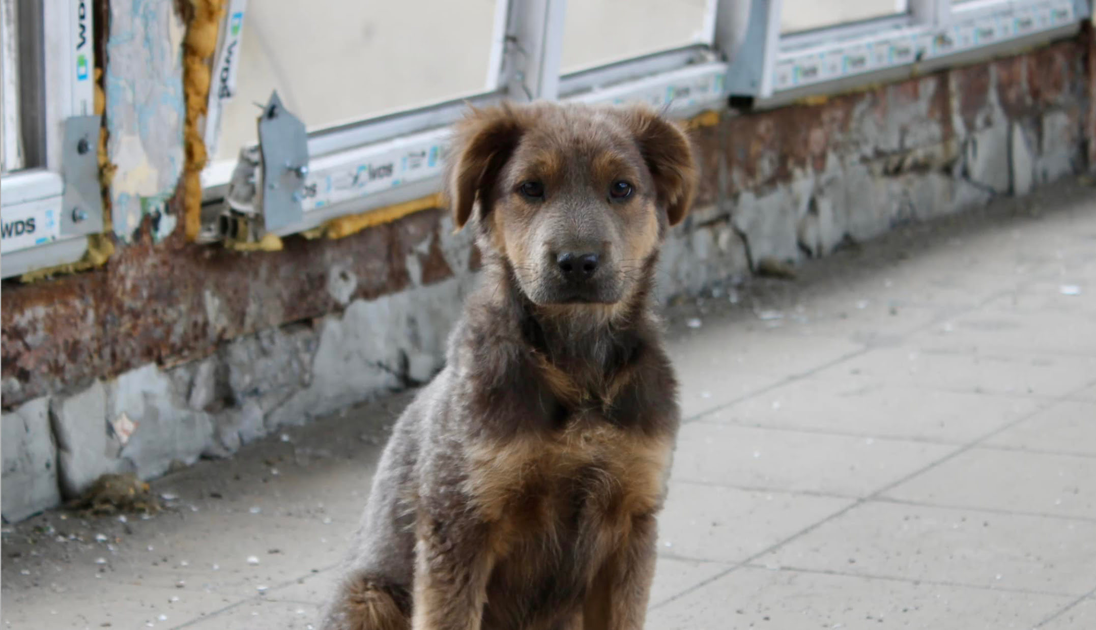 Дивом вцілів після обстрілу: у Бурштинській ТЕС розповіли про порятунок щеня Лакі (ФОТОФАКТ)