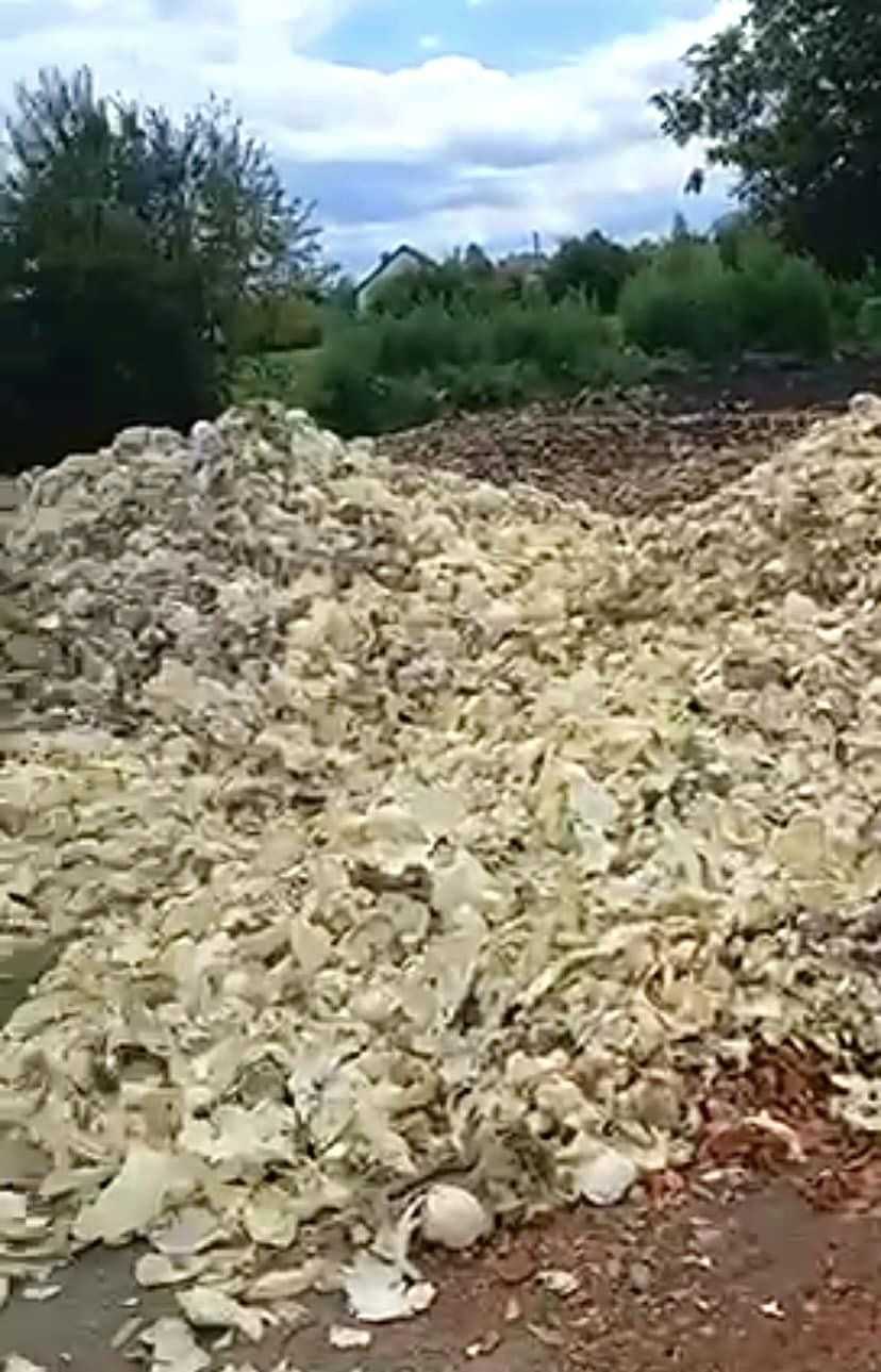 Гори гнилих овочів: у селі на Калущині з’явилося стихійне сміттєзвалище