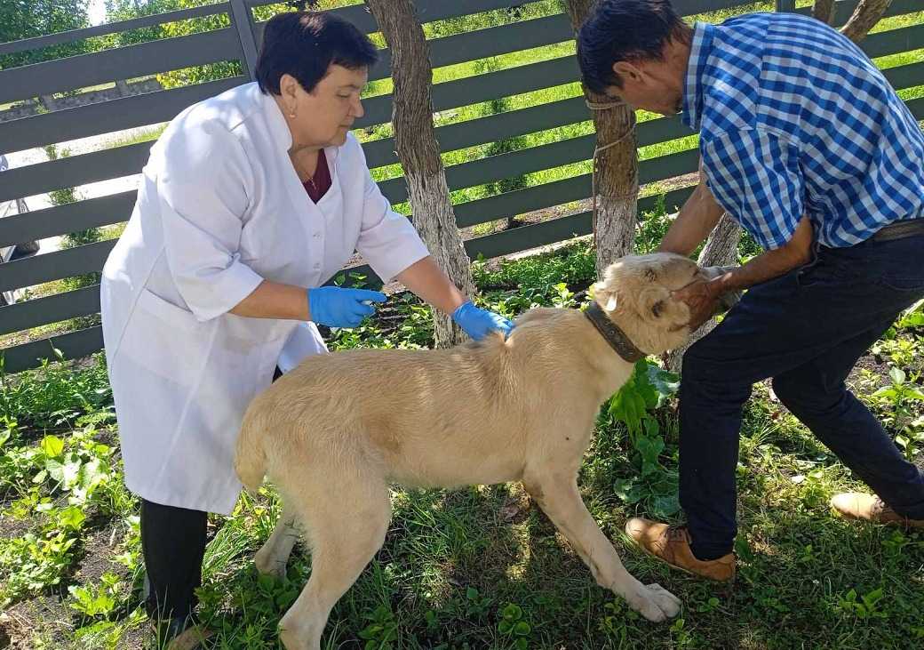 На Прикарпатті домашніх тварин безплатно вакцинують від сказу