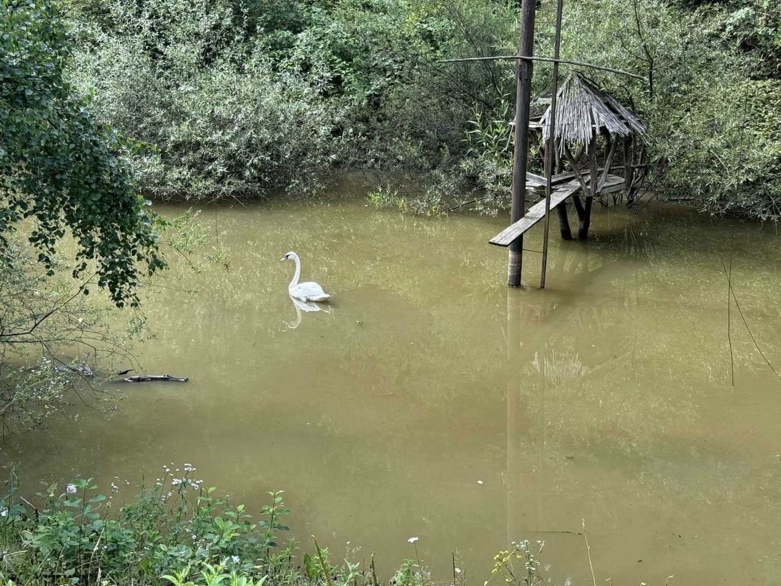 В озеро парку Шевченка без дозволу випустили лебедя: його довелося рятувати від “місцевих” птахів (ФОТО)