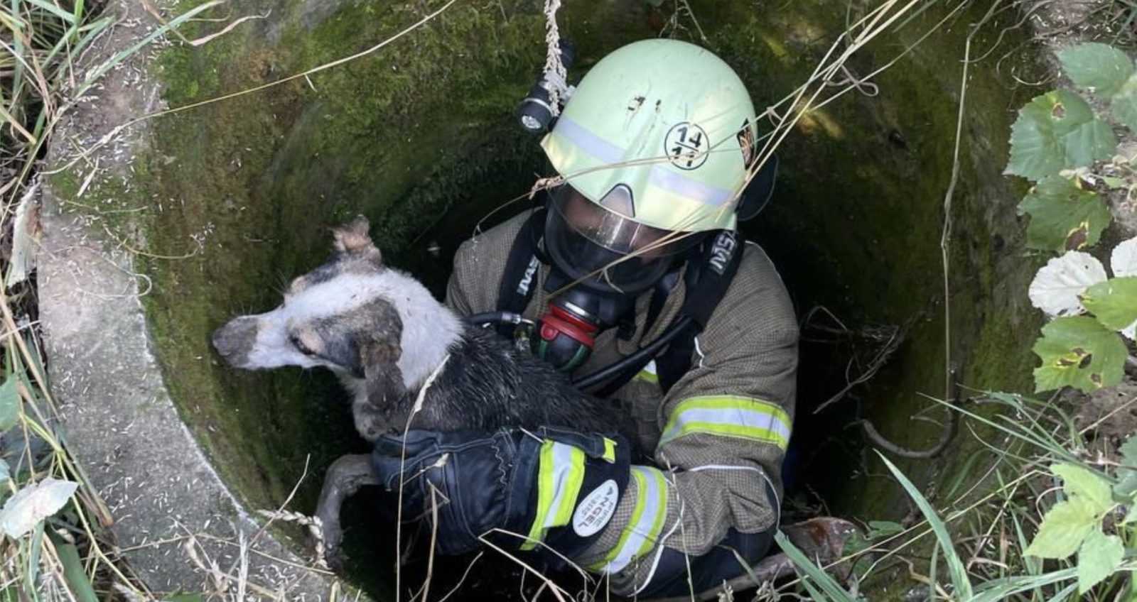 Собаку врятували з колодязя на Косівщині (ФОТОФАКТ)