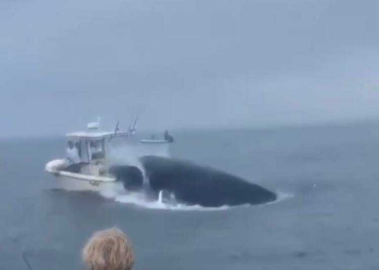 Біля берегів США кит вистрибнув з води та перевернув човен з екіпажем (ВІДЕО)
