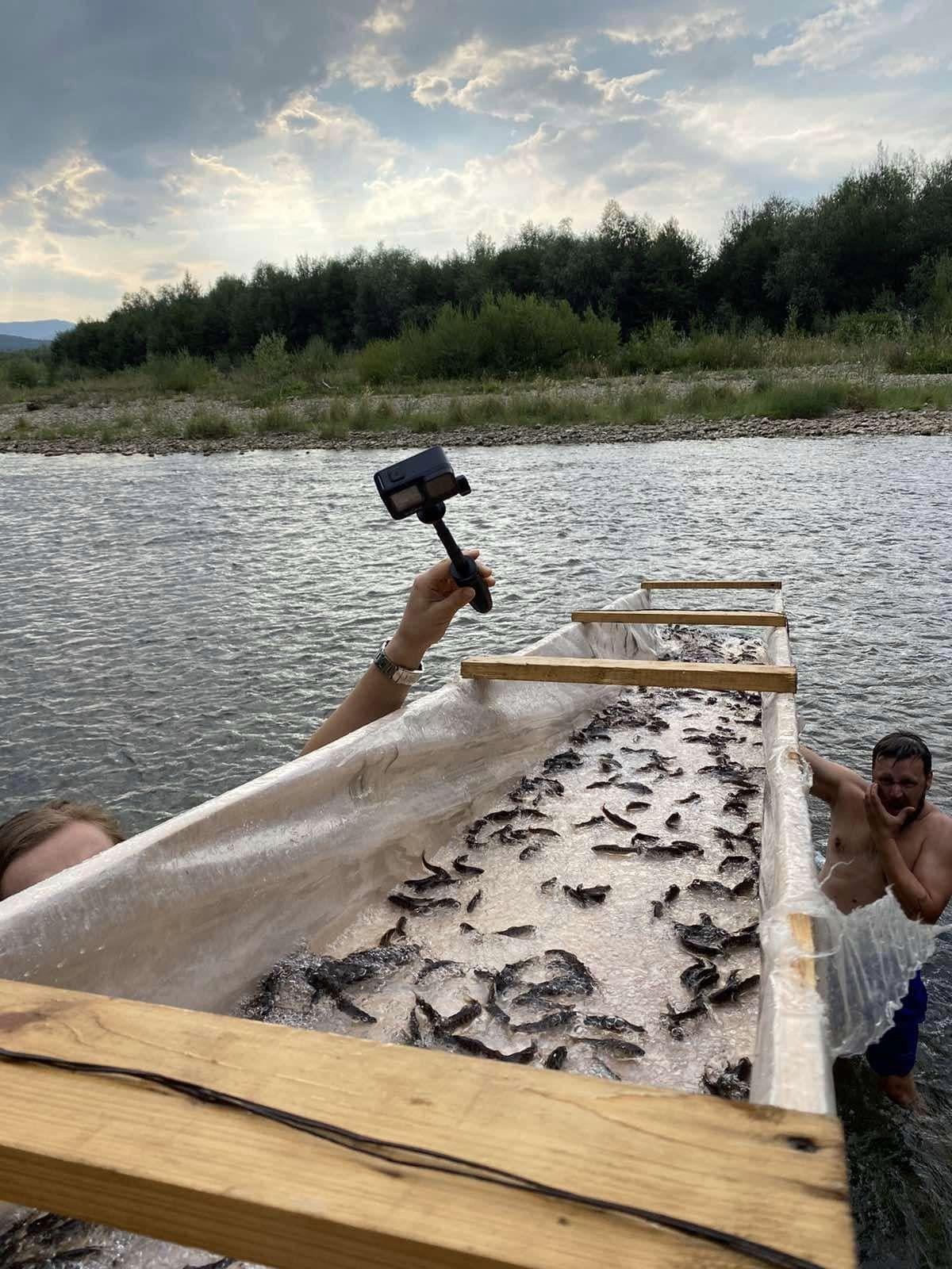 На Надвірнянщині в Бистрицю випустили мальків струмкової форелі (ФОТО)