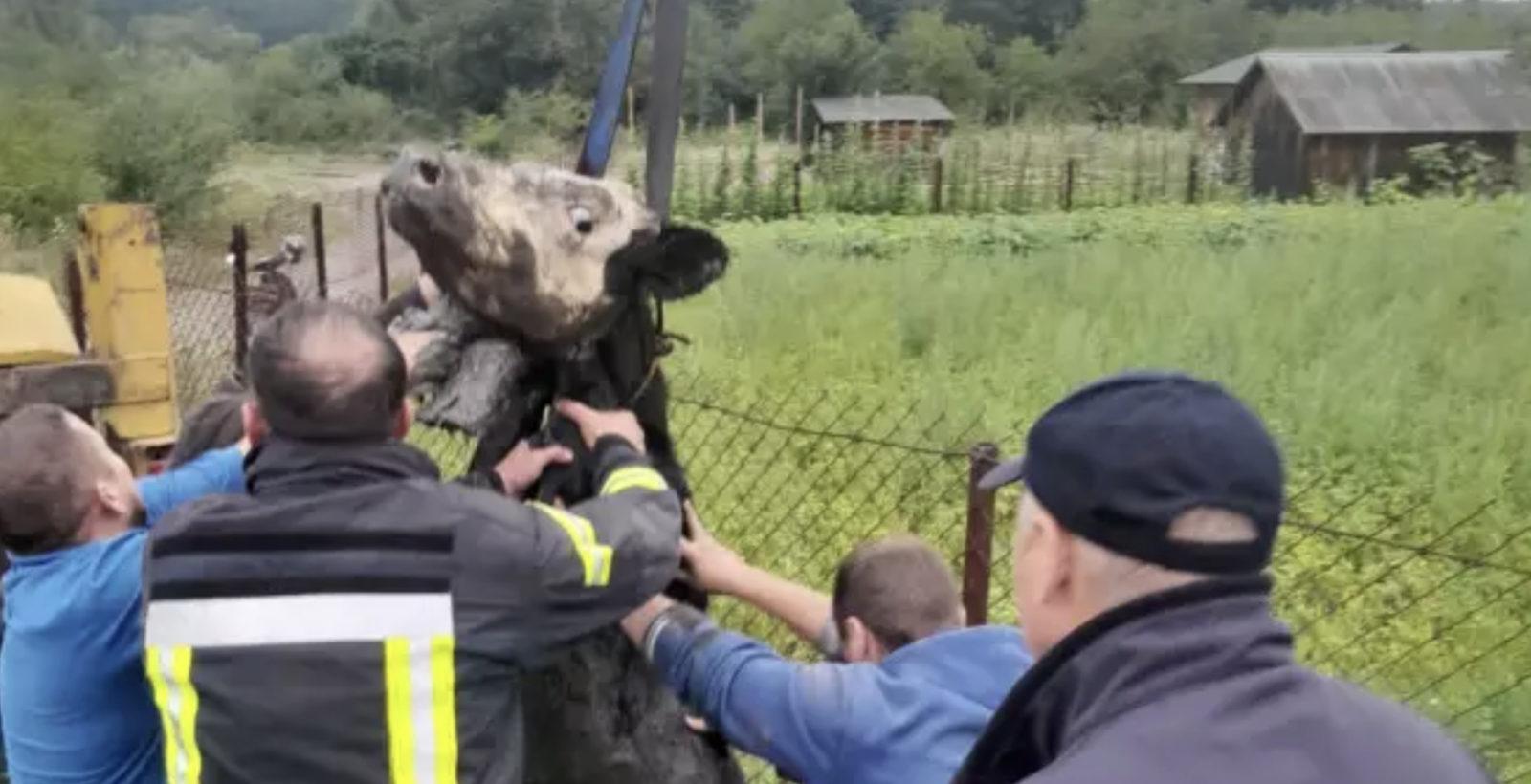 Корову витягали з каналізаційного колектора у Богородчанах (ФОТО)