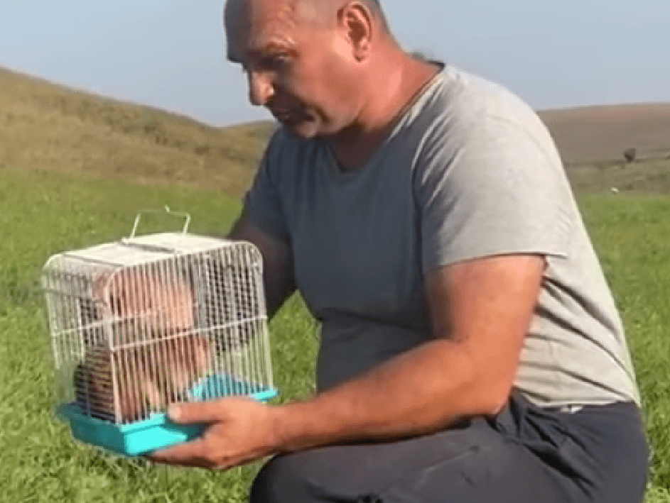 На Касовій горі оселився врятований хомʼяк з Львівщини (ВІДЕО) 