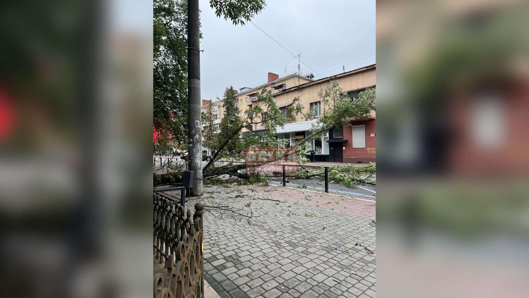 На Галицькій дерево впало на контактну мережу: ряд тролейбусів зупинились або курсують зі змінами (ФОТО)