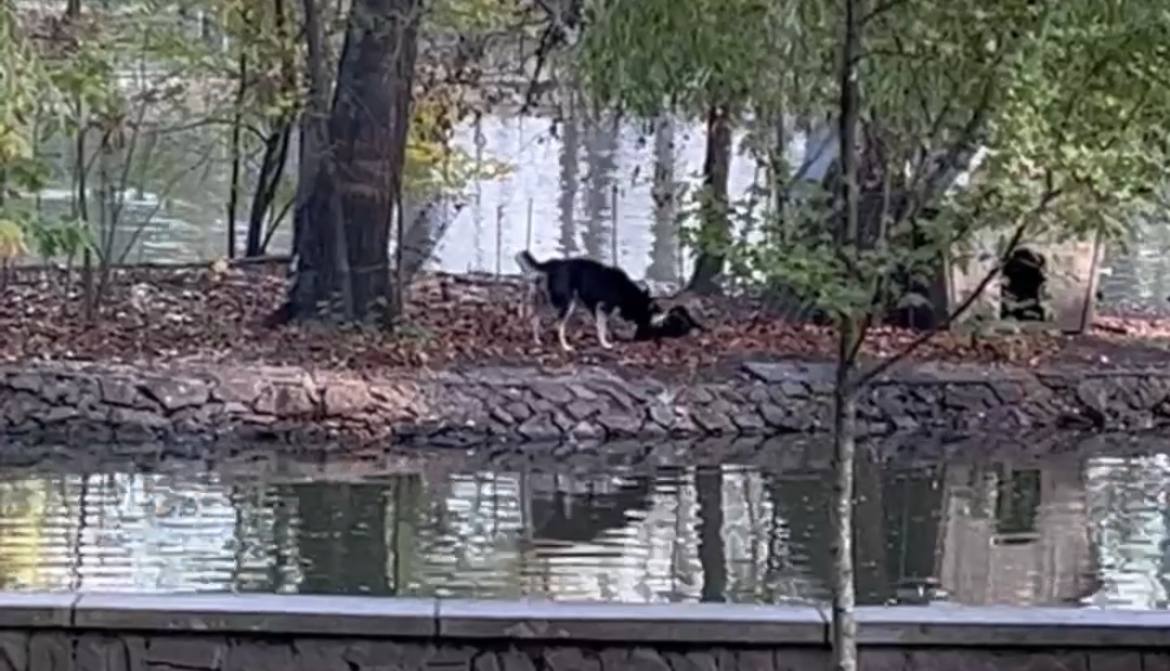 У франківському парку собака загризла чорного лебедя (ВІДЕО)