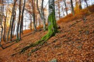 У Галицькому Нацпарку розповіли, як орієнтуватися туристам у лісі (ФОТО)