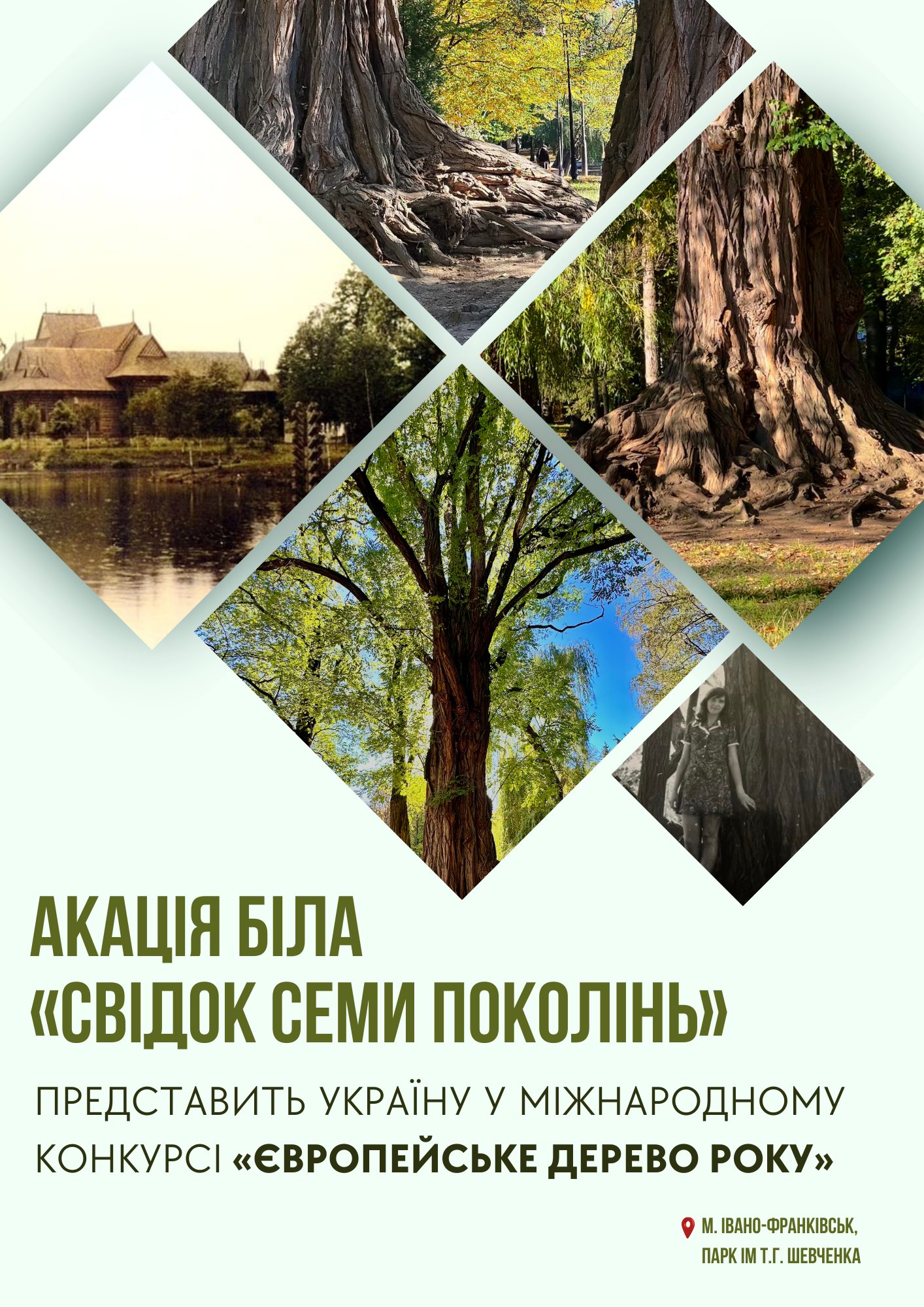 «Свідок семи поколінь»: франківська акація представить Україну на міжнародному конкурсі