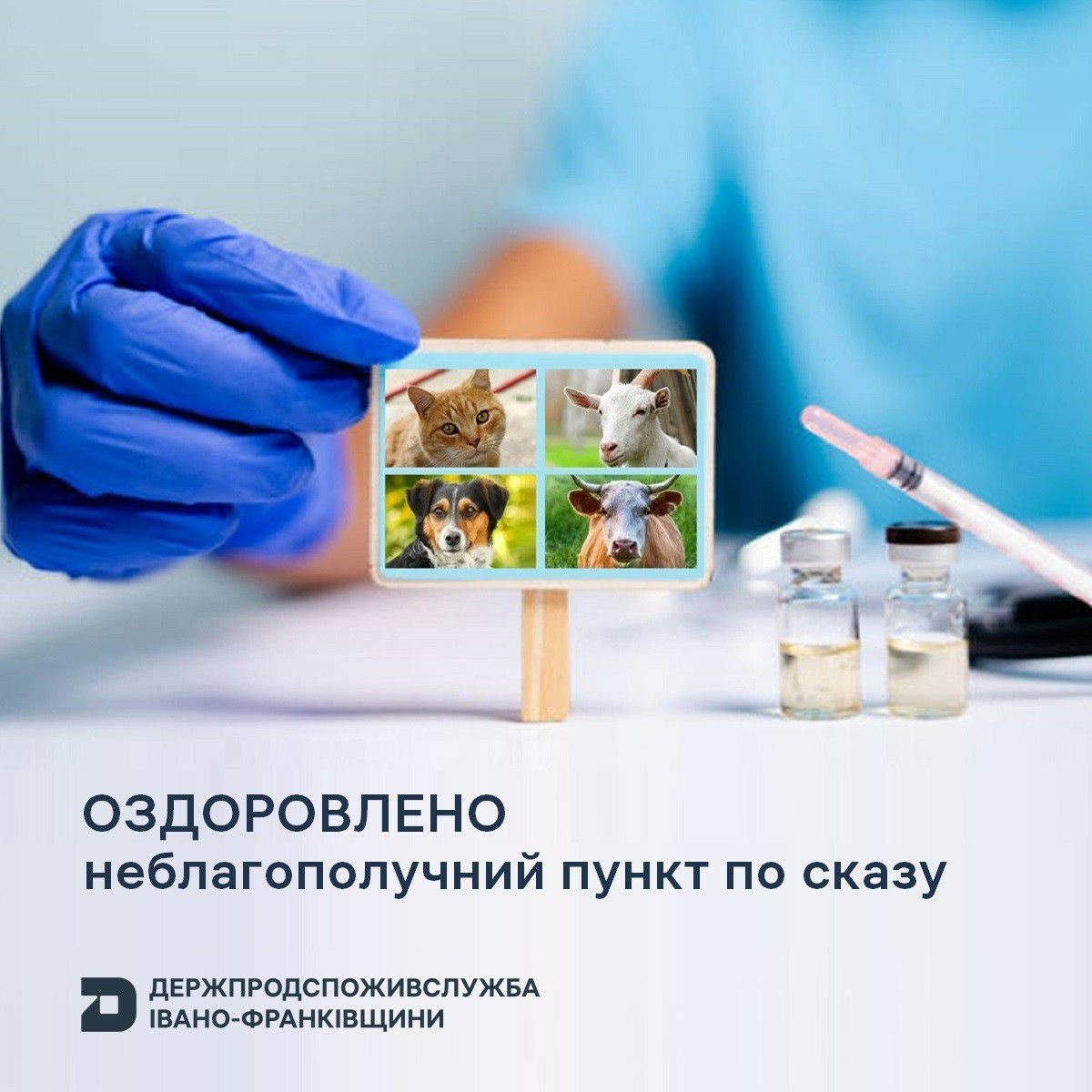 У Печеніжинській громаді зняли карантин щодо сказу: провакцинували майже 1000 тварин