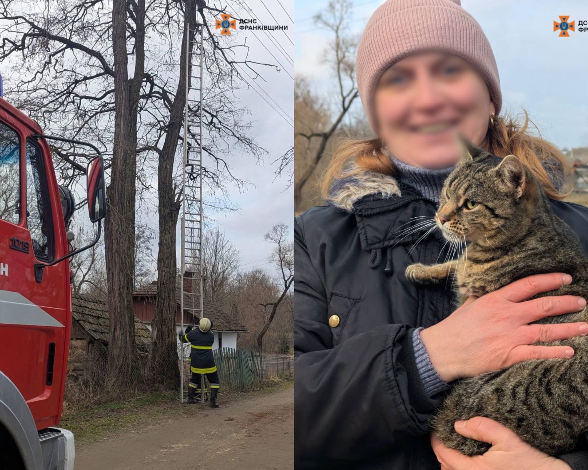 Рятувальники зняли кота з дерева на Коломийщині (ФОТОФАКТ)