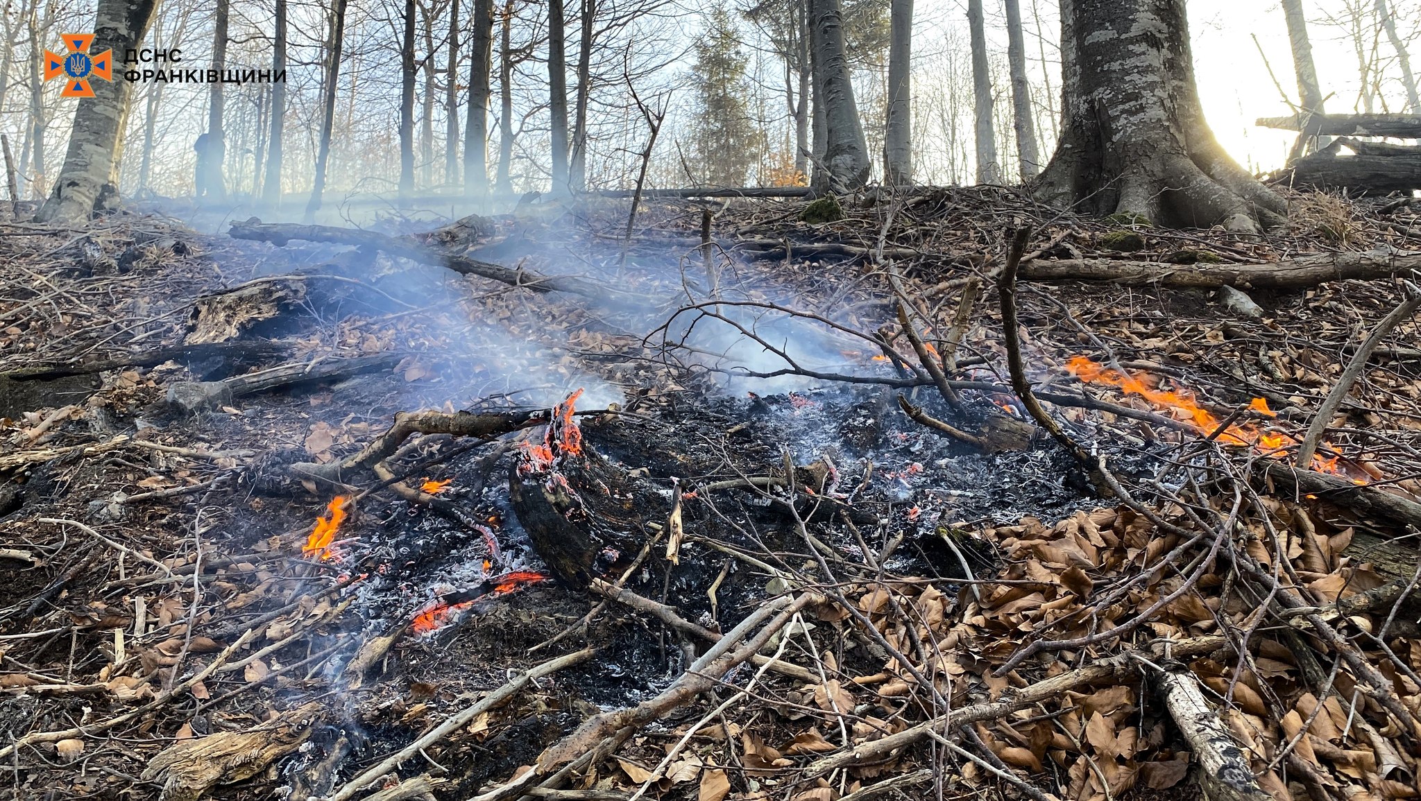 Ліс горить: на Прикарпатті рятувальники гасять вогонь у трьох районах області