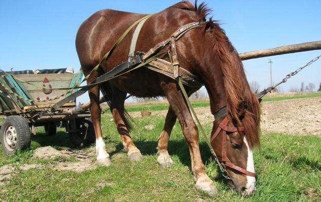 На Прикарпатті суд арештував коней і віз через ДТП