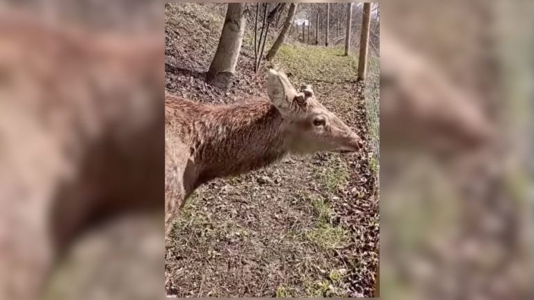 У Центр реабілітації на Прикарпатті привезли трирогого оленя (ВІДЕО)