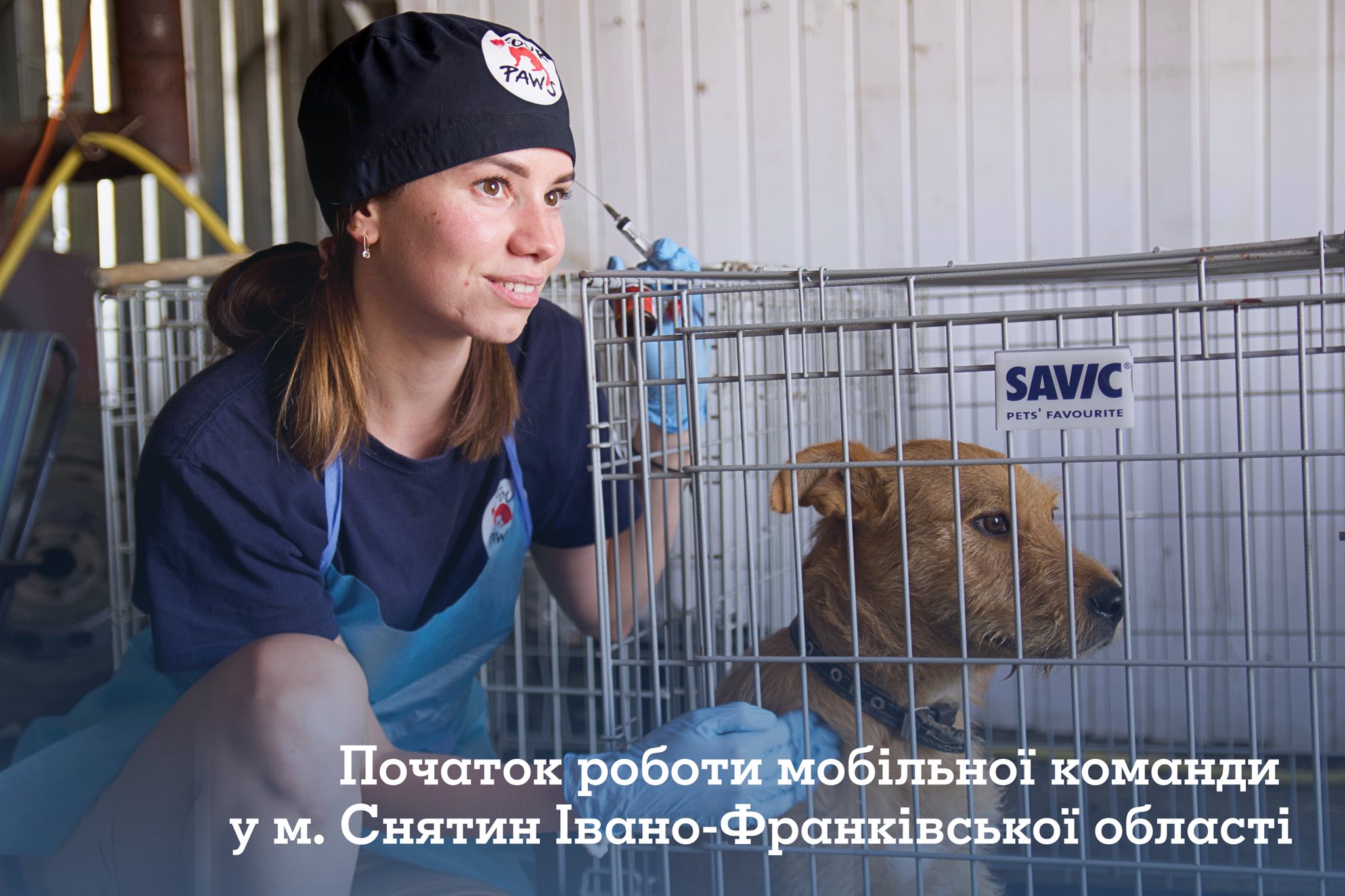 У Снятині проведуть безкоштовну вакцинацію і стерилізацію кішок та собак (ДЕТАЛІ)