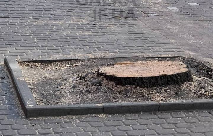 На Галицькій біля АТБ зрізали грушу: у мерії пояснили причину (ФОТО)