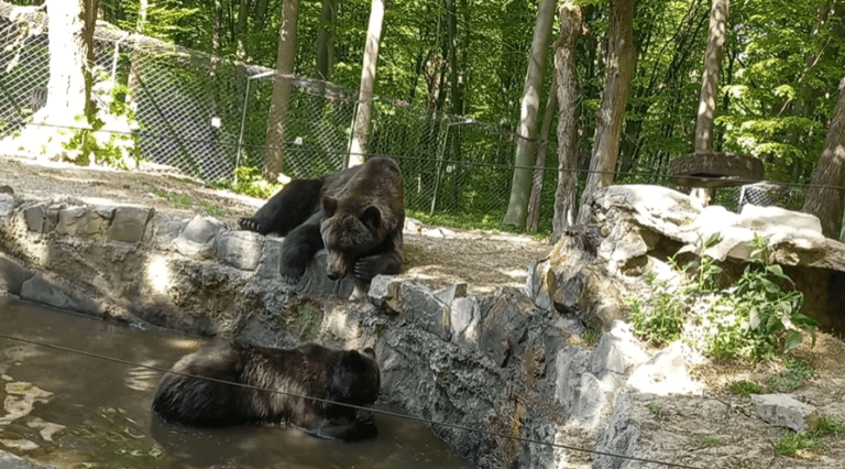 У Галицькому нацпарку показали, як ведмеді Мир та Надія відпочивають під сонцем (ВІДЕО)