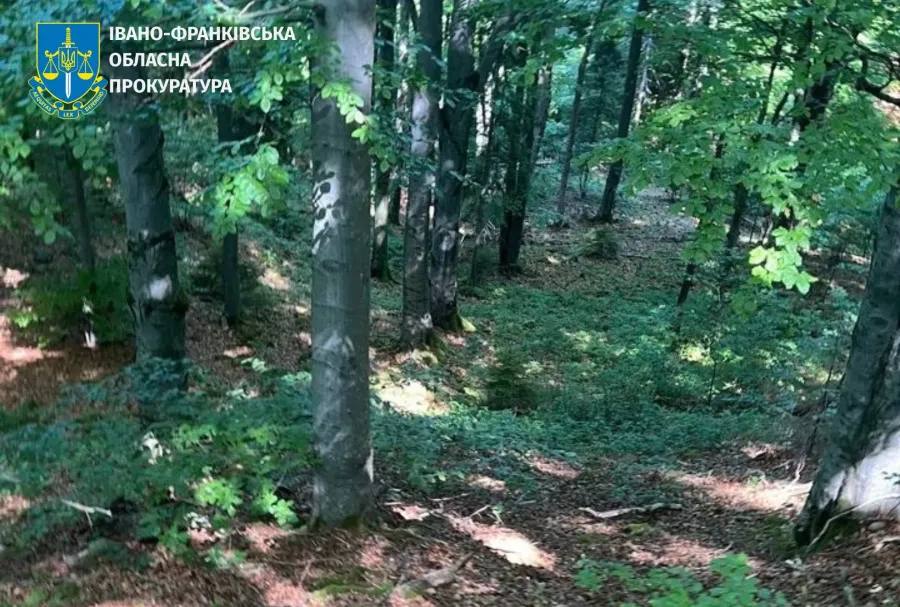 Майстра лісу судитимуть за незаконну вирубку дерев на понад 25 мільйонів гривень (ФОТО)