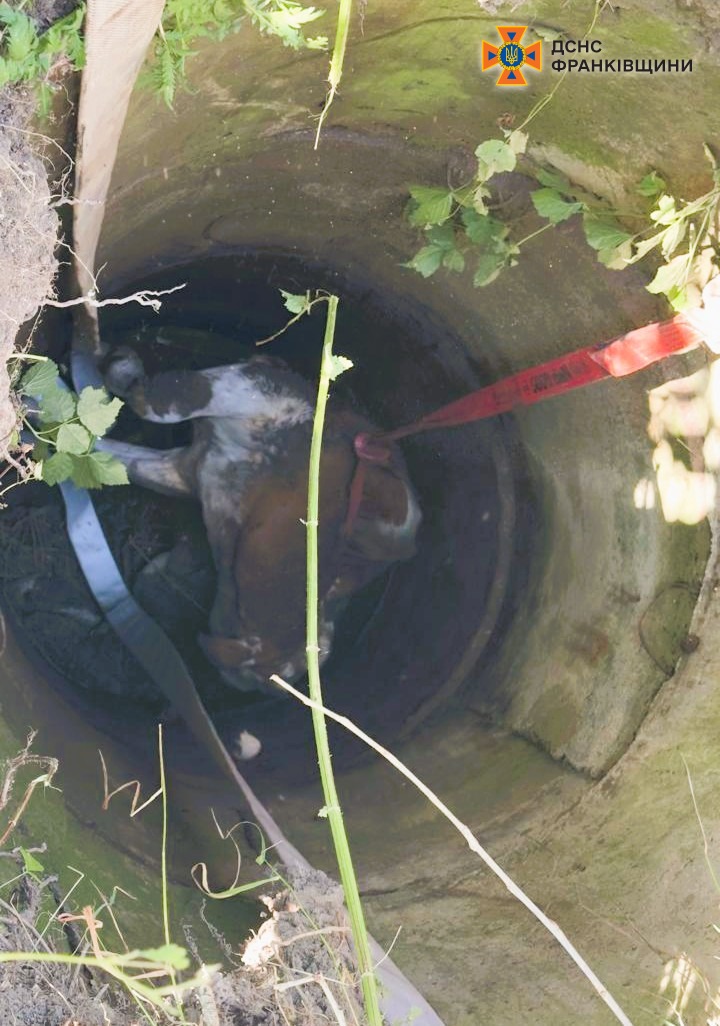 У Ямницькій громаді рятувальники з колодязя витягли корову (ФОТО)