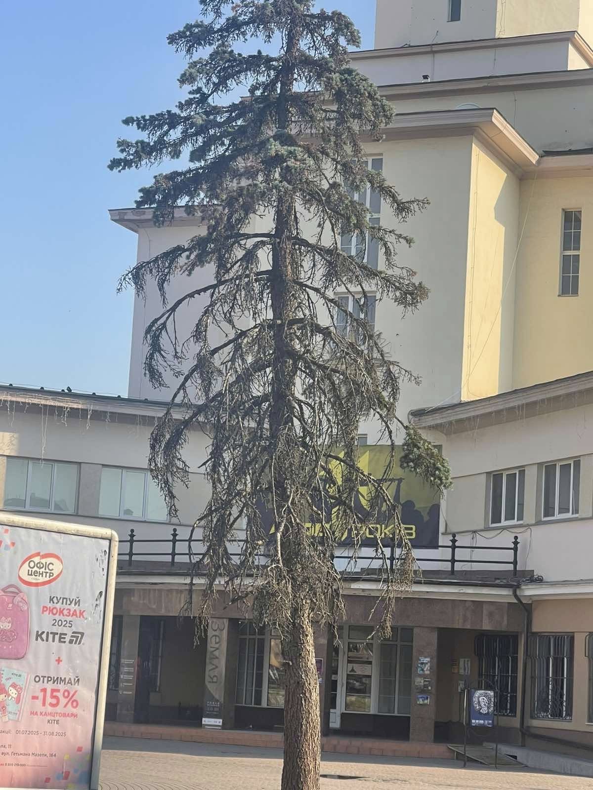 Біля Івано-Франківської ратуші видаляють аварійні сухі дерева (ФОТО)