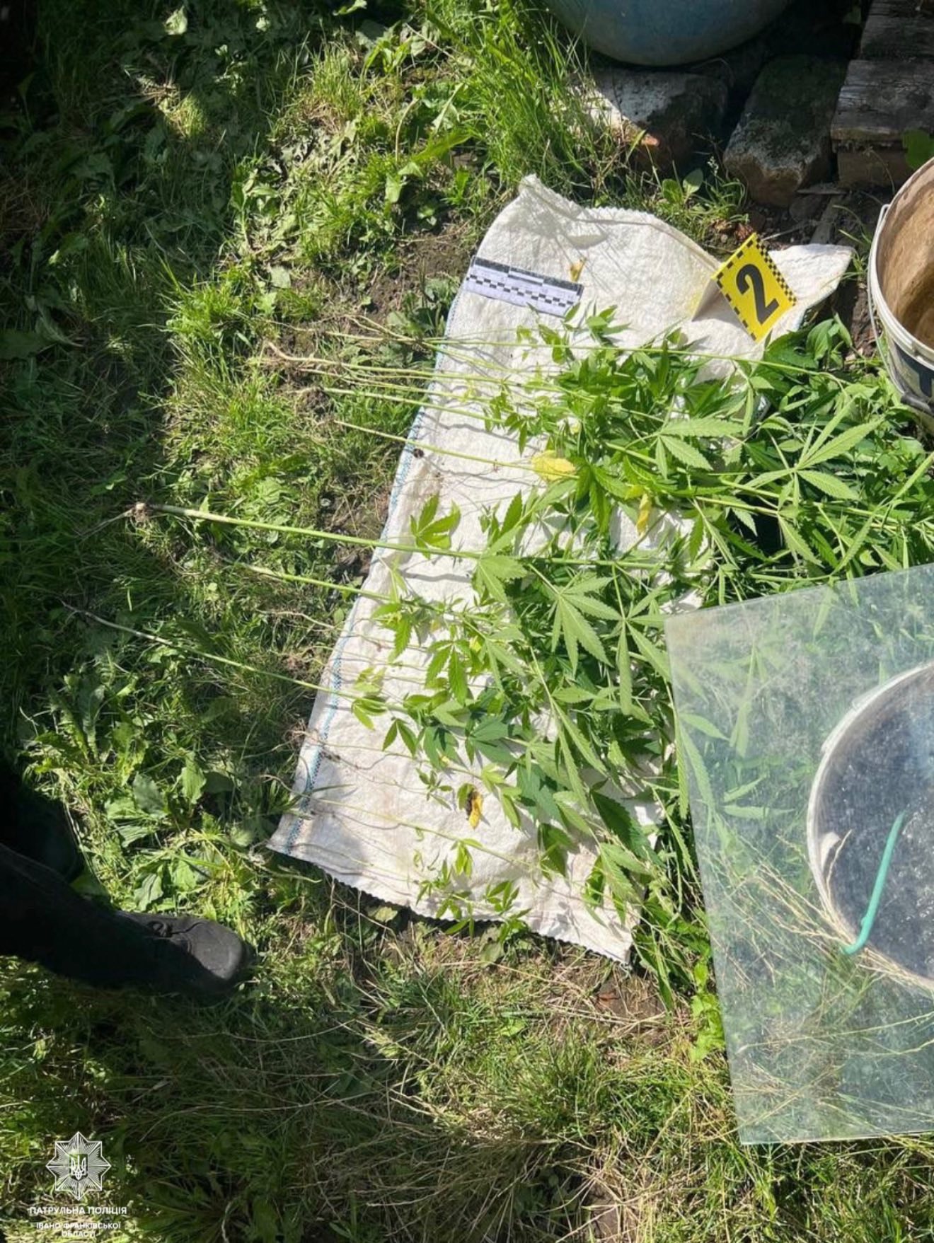У Франківську патрульні приїхали на виклик про домашнє насилля, а знайшли 67 кущів коноплі (ФОТО)