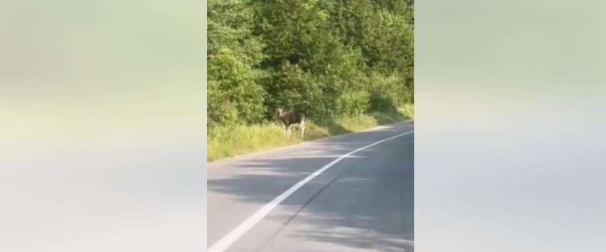 Біля Косова зафільмували чотирьох червонокнижних лосів (ВІДЕО)