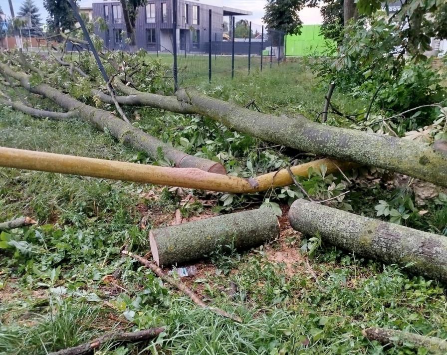 У Заболотові через пориви вітру дерево пошкодило газову трубу (ФОТО З МІСЦЯ)