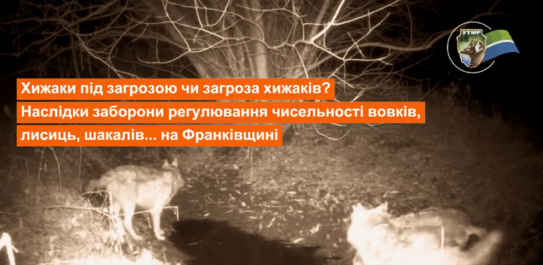 На Франківщині вперше за роки з’явились вовки та єнотоподібні собаки зі Східної Азії (ВІДЕО)