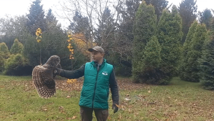 У Галицькому нацпарку випустили на волю сову, яка пройшла реабілітацію (ВІДЕО)