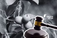 У Рогатині оштрафували чоловіка за побиття сусіда через гілку горіха